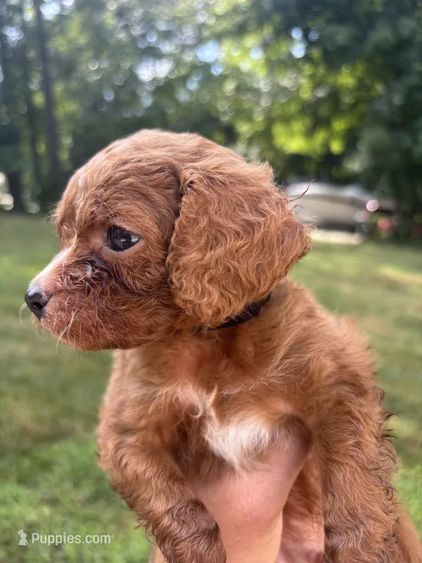 Red – Cavapoo, Poodle - Toy  puppy for sale in Troutman, NC