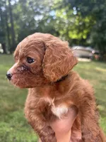 Red, a male Cavapoo and Poodle - Toy  for sale in Troutman, NC – 1 of 5