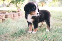Tri girly, a female Australian Shepherd and Bernese Mountain Dog for sale in Troutman, NC – 8 of 10