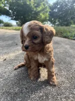 Bluey, a male Cavapoo and Poodle - Toy  for sale in Troutman, NC – 2 of 6
