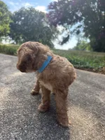 Bluey, a male Cavapoo and Poodle - Toy  for sale in Troutman, NC – 6 of 6