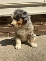 Blue eye boy, a male Australian Shepherd and Bernese Mountain Dog for sale in Troutman, NC – 2 of 4