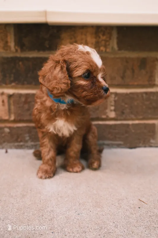 Bluey – Cavapoo, Poodle - Toy  puppy for sale in Troutman, NC