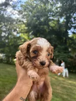 Teddy, a male Cavapoo and Poodle - Toy  for sale in Troutman, NC – 4 of 7