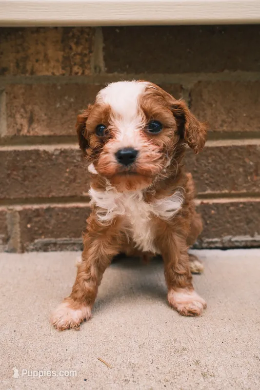 Teddy – Cavapoo, Poodle - Toy  puppy for sale in Troutman, NC