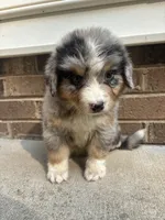 Troy, a male Australian Shepherd and Bernese Mountain Dog for sale in Troutman, NC – 2 of 4