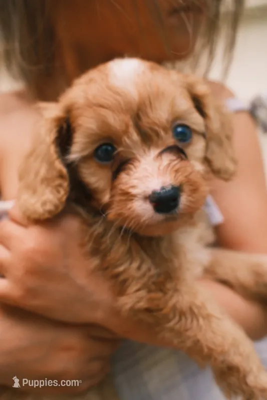 Blondey  – Cavapoo, Poodle - Toy  puppy for sale in Troutman, NC