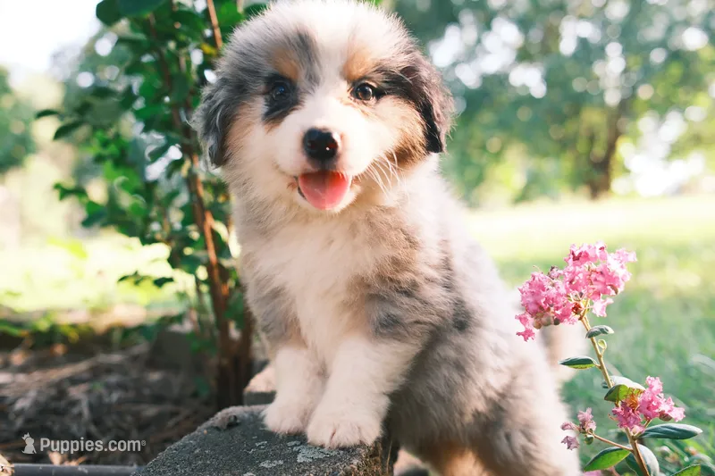 Summer – Australian Shepherd, Bernese Mountain Dog puppy for sale in Troutman, NC
