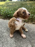 Teddy, a male Cavapoo and Poodle - Toy  for sale in Troutman, NC – 2 of 7