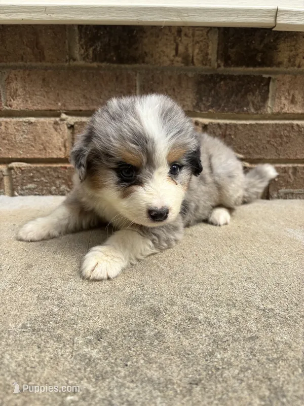 Summer – Australian Shepherd, Bernese Mountain Dog puppy for sale in Troutman, NC