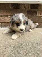 Summer, a female Australian Shepherd and Bernese Mountain Dog for sale in Troutman, NC – 1 of 5