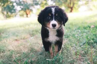 Tri girly, a female Australian Shepherd and Bernese Mountain Dog for sale in Troutman, NC – 9 of 10