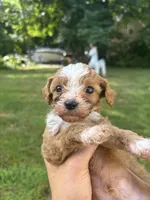 Teddy, a male Cavapoo and Poodle - Toy  for sale in Troutman, NC – 3 of 7