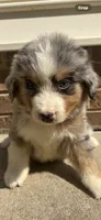 Blue eye boy, a male Australian Shepherd and Bernese Mountain Dog for sale in Troutman, NC – 4 of 4