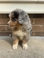 Troy, a male Australian Shepherd and Bernese Mountain Dog for sale in Troutman, NC – 4 of 4