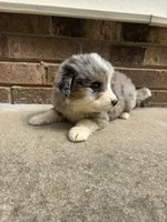 Summer, a female Australian Shepherd and Bernese Mountain Dog for sale in Troutman, NC – 4 of 5