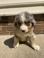 Blue eye boy, a male Australian Shepherd and Bernese Mountain Dog for sale in Troutman, NC – 3 of 4