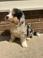 Texas, a male Australian Shepherd and Bernese Mountain Dog for sale in Troutman, NC – 3 of 3