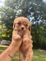 Peach, a female Cavapoo and Poodle - Toy  for sale in Troutman, NC – 2 of 6