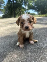 Teddy, a male Cavapoo and Poodle - Toy  for sale in Troutman, NC – 5 of 7