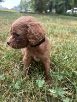Red, a male Cavapoo and Poodle - Toy  for sale in Troutman, NC – 4 of 5