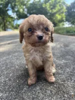 Peach, a female Cavapoo and Poodle - Toy  for sale in Troutman, NC – 5 of 6