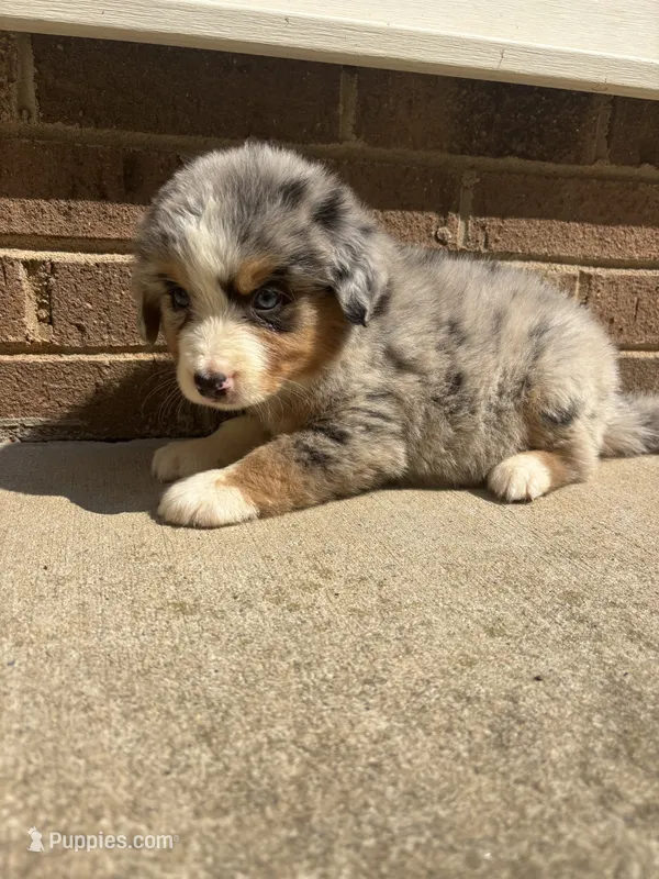 Blue eye boy – Australian Shepherd, Bernese Mountain Dog puppy for sale in Troutman, NC