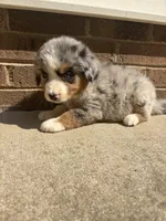Blue eye boy, a male Australian Shepherd and Bernese Mountain Dog for sale in Troutman, NC – 1 of 4