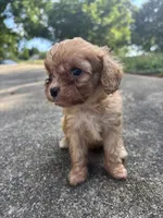 Peach, a female Cavapoo and Poodle - Toy  for sale in Troutman, NC – 3 of 6