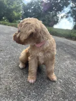 Blondey , a female Cavapoo and Poodle - Toy  for sale in Troutman, NC – 3 of 7