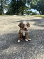 Teddy, a male Cavapoo and Poodle - Toy  for sale in Troutman, NC – 7 of 7
