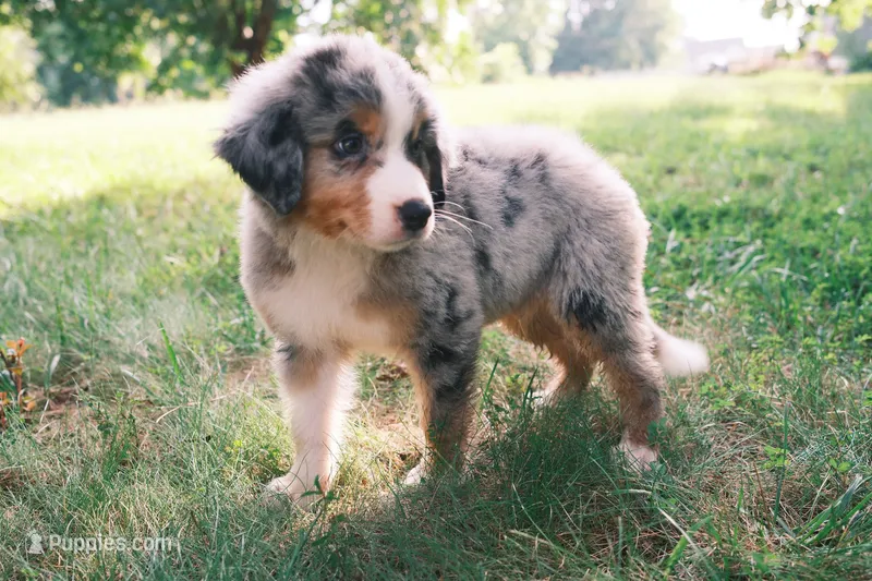 Blue eye boy – Australian Shepherd, Bernese Mountain Dog puppy for sale in Troutman, NC