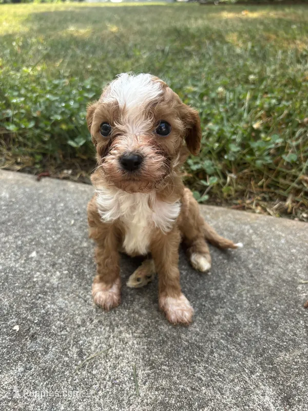 Teddy – Cavapoo, Poodle - Toy  puppy for sale in Troutman, NC