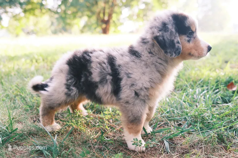 Troy – Australian Shepherd, Bernese Mountain Dog puppy for sale in Troutman, NC