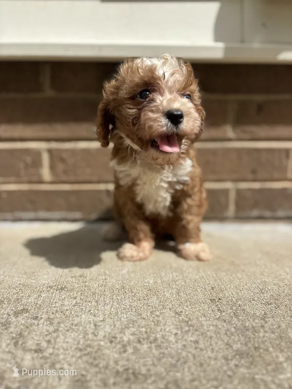 Teddy – Cavapoo, Poodle - Toy  puppy for sale in Troutman, NC