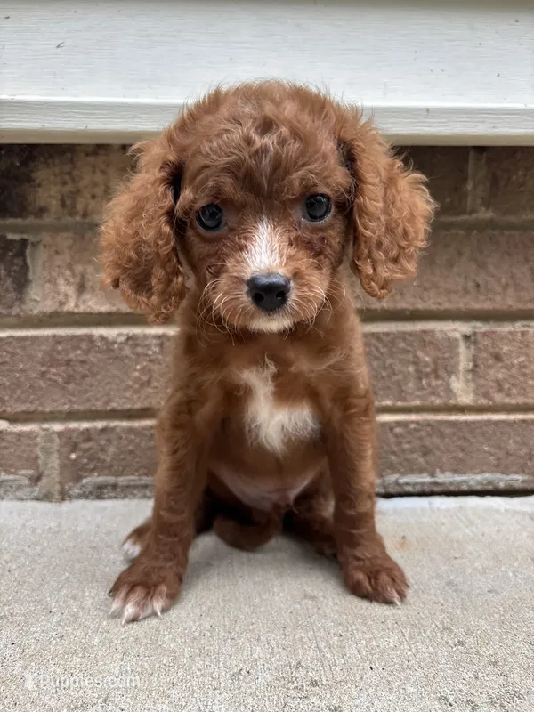 Red – Cavapoo, Poodle - Toy  puppy for sale in Troutman, NC