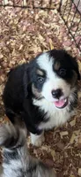 Tri girl, a female Australian Shepherd and Bernese Mountain Dog for sale in Troutman, NC – 2 of 2