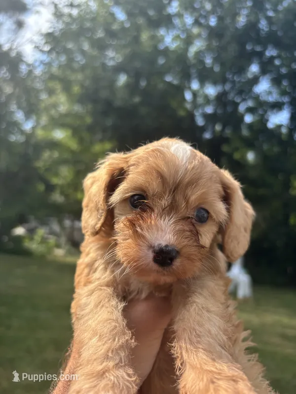 Blondey  – Cavapoo, Poodle - Toy  puppy for sale in Troutman, NC