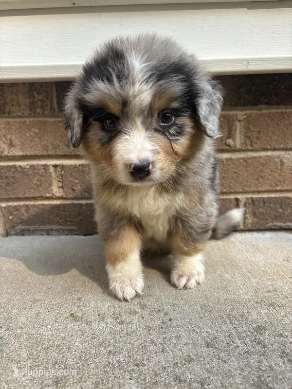 Troy – Australian Shepherd, Bernese Mountain Dog puppy for sale in Troutman, NC