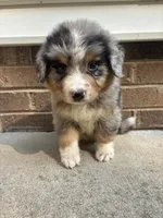 Troy, a male Australian Shepherd and Bernese Mountain Dog for sale in Troutman, NC – 1 of 4