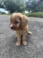 Blondey , a female Cavapoo and Poodle - Toy  for sale in Troutman, NC – 6 of 7