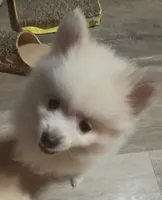 Little Tex, a male Pomeranian for sale in Pflugerville, TX – 4 of 8