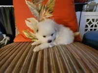 Buster, a male Pomeranian for sale in Austin, TX – 3 of 3