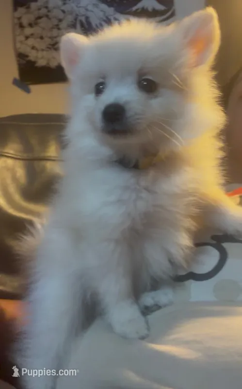 Little Tex – Pomeranian puppy for sale in Austin, TX