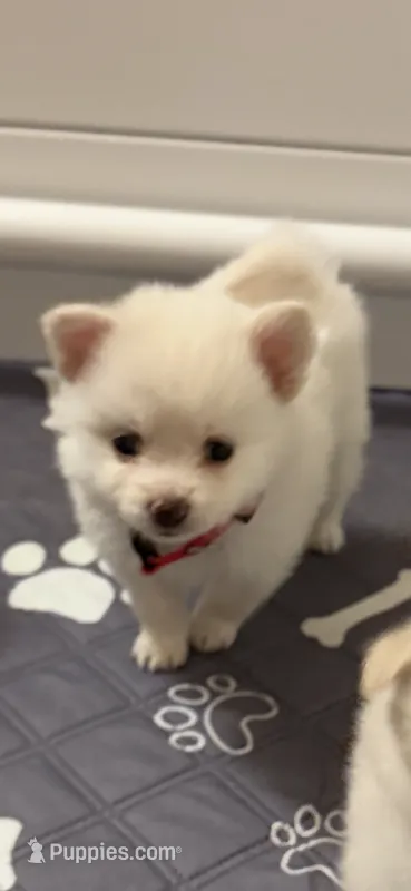 Ranger – Pomeranian puppy for sale in Austin, TX