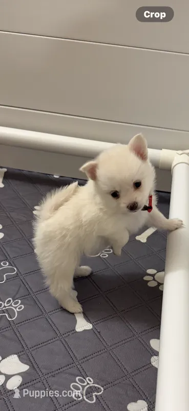 Sugar – Pomeranian puppy for sale in Austin, TX