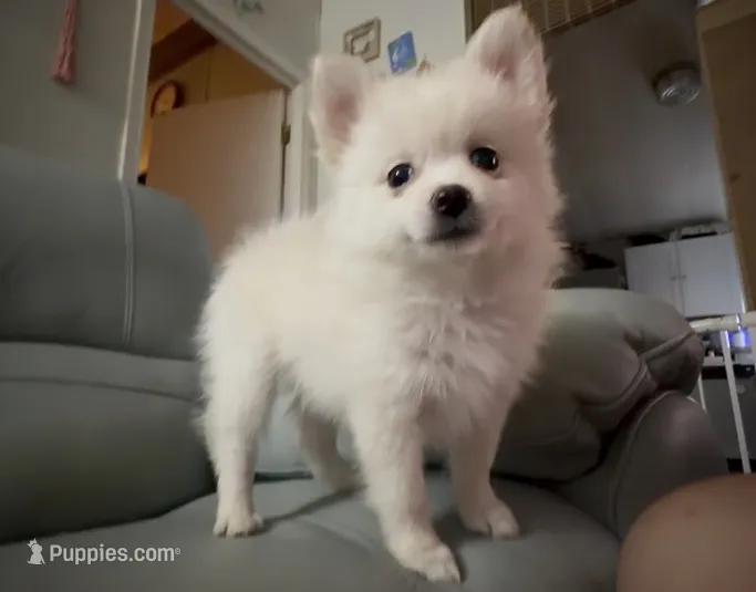 Sugar – Pomeranian puppy for sale in Austin, TX