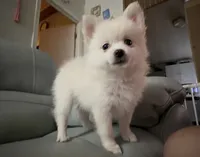 Sugar, a female Pomeranian for sale in Pflugerville, TX – 1 of 7