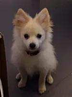 Ranger, a male Pomeranian for sale in Pflugerville, TX – 2 of 9