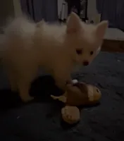 Sugar, a female Pomeranian for sale in Pflugerville, TX – 3 of 7